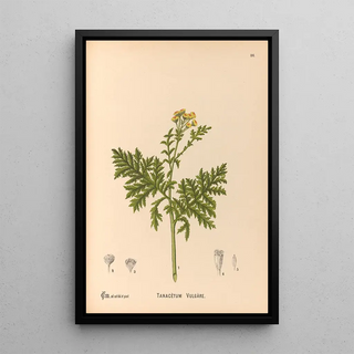 Charles Frederick Millspaugh - Medicinal Plants Pl179.webp