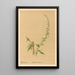 Reproductie van het schilderij Planten medicinale Pl180 - Charles Frederick Millspaugh