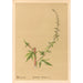 Reproductie van het schilderij Planten medicinale Pl180 - Charles Frederick Millspaugh