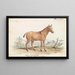 Asinus Hippagrus le YoToTze - Charles Hamilton Smith — framed artwork on a wall