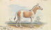 Asinus Onager Cheval - Charles Hamilton Smith — artwork view