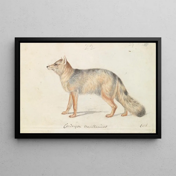 Charles Hamilton Smith - Crabeating Fox.webp