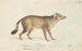 Aguara-chien aux pieds plats - Charles Hamilton Smith — weergave van het kunstwerk