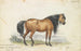 Cheval décussé Eelback Dun Stock Oekraïne - Charles Hamilton Smith — weergave van het kunstwerk