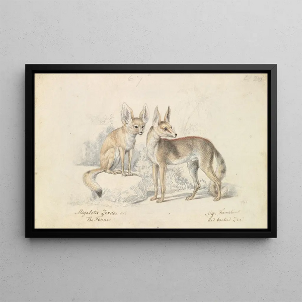 Charles Hamilton Smith - Fennec of Bruce and Red Backed Fennec.webp