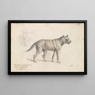 Charles Hamilton Smith - Hoary Aguara Dog.webp