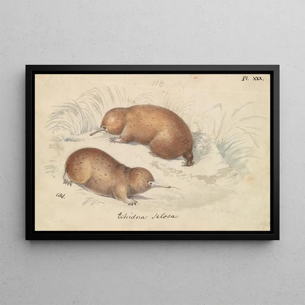 Charles Hamilton Smith - Longbeaked Echidna.webp
