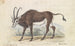 Antilope sable - Charles Hamilton Smith — weergave van het kunstwerk