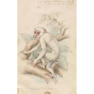 Charles Hamilton Smith - Stumptailed Macaque.webp