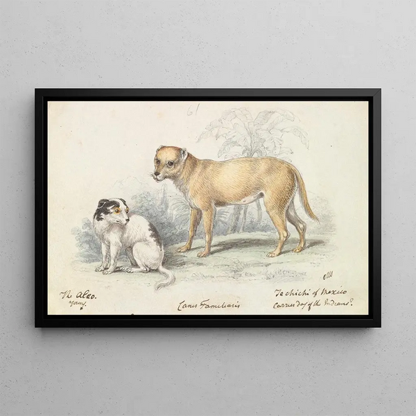 Charles Hamilton Smith - The Alco Young Carrier Dog of the Indians.webp