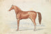 Het Engelse renpaard - Charles Hamilton Smith — weergave van het kunstwerk