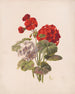 Geranium nr.5 - Charles Ryan — weergave van het kunstwerk
