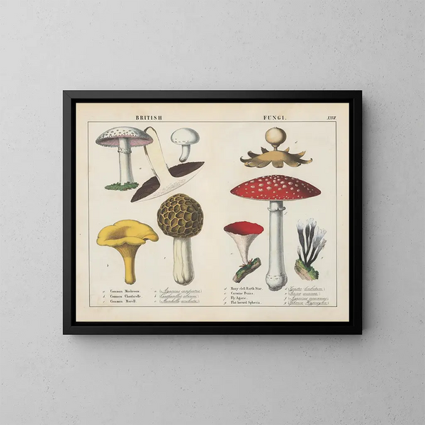 Fungi britanniques - Charlotte Mary Yonge — framed artwork on a wall