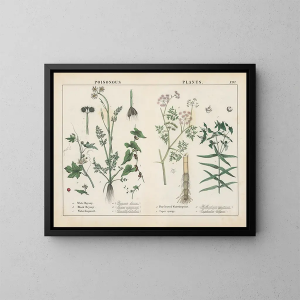 Toxic Plants: Bryony, Water Hemlock, Caper Euphorbia - Charlotte Mary Yonge — framed artwork on a wall