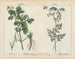 Planten toxiques: gelderse roos en wilde kervel - Charlotte Mary Yonge — weergave van het kunstwerk