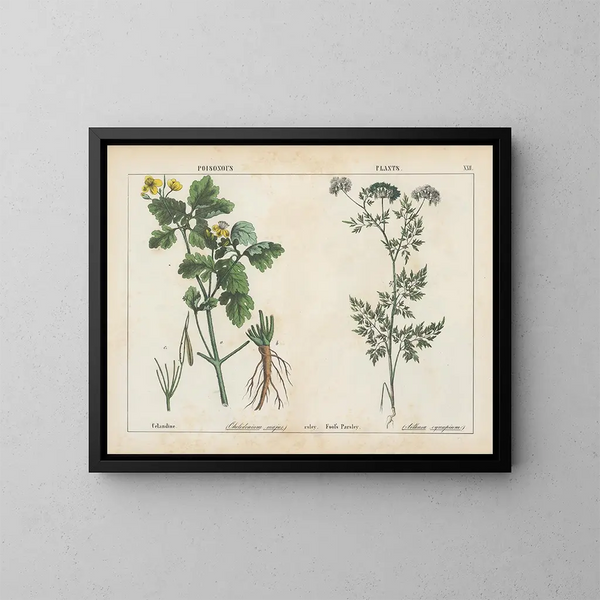 Toxic plants: greater celandine and wild chervil - Charlotte Mary Yonge — framed artwork on a wall