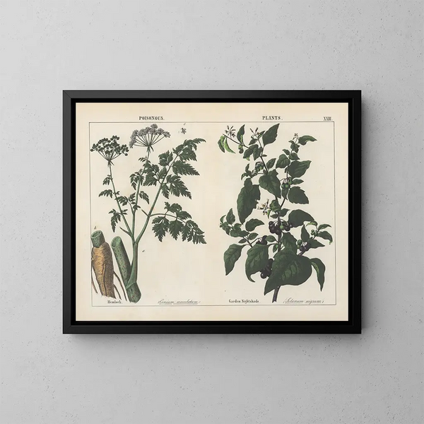 Plants toxiques: ciguë et belladone - Charlotte Mary Yonge — framed artwork on a wall