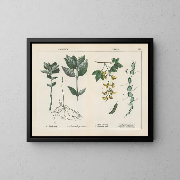 Toxic Plants, Mercury Herb, Yellow Vetch - Charlotte Mary Yonge — framed artwork on a wall