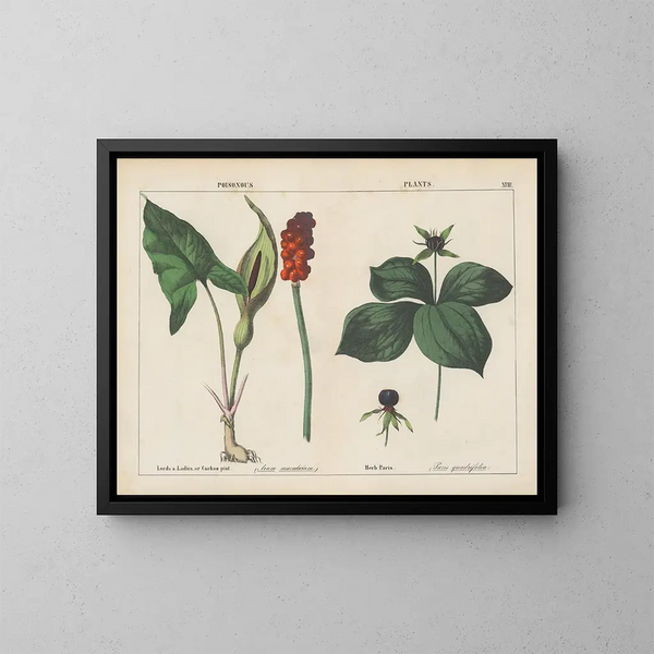 Toxic plants of lords and ladies in Paris - Charlotte Mary Yonge — framed artwork on a wall