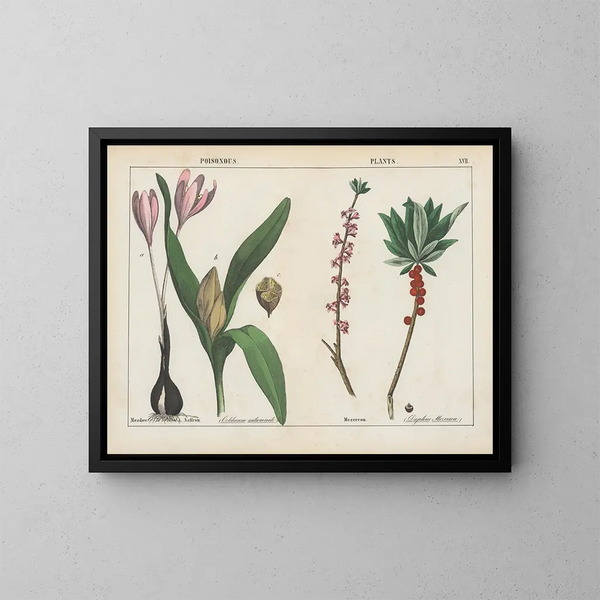Toxic plants: colchicums and daphne - Charlotte Mary Yonge — framed artwork on a wall