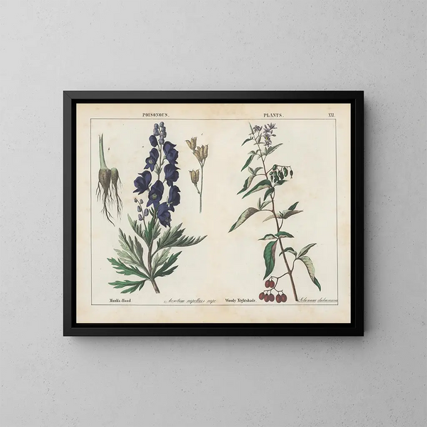 Toxic plants: Aconite and Woody nightshade - Charlotte Mary Yonge — framed artwork on a wall