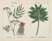Planten giftig: ciguë, euphorbe laurier - Charlotte Mary Yonge — weergave van het kunstwerk