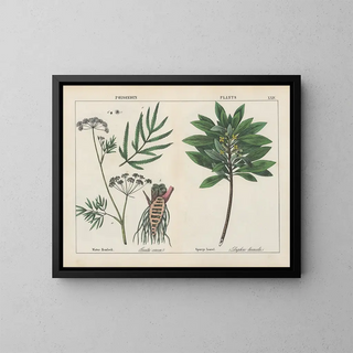 Charlotte Mary Yonge - Poisonous Plants Water Hemlock Spurge Laurel.webp