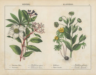 Charlotte Mary Yonge - Winter Flowers.webp