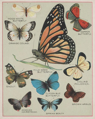 Chase Sanborn - Butterflies of America Pl2.webp