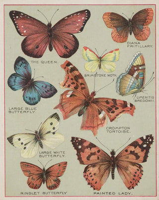 Chase Sanborn - Butterflies of America Pl3.webp