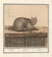 Chat Felis catus - Anselmus Botius de Boodt — weergave van het kunstwerk