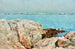 Eenden-eiland - Childe Hassam — weergave van het kunstwerk