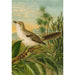 Reproductie van het schilderij Le monde des oiseaux nord-américains pl04 - Christian Anton Goering