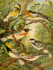 Het wereld van de vogels van Noord-Amerika pl13 - Christian Anton Goering — weergave van het kunstwerk