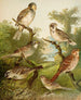 Het wereld van de vogels van Noord-Amerika pl25 - Christian Anton Goering — weergave van het kunstwerk