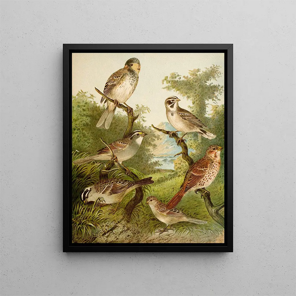 The World of North American Birds pl25 - Christian Anton Goering — framed artwork on a wall