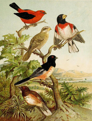 Christian Anton Goering - Die Nordamerikanische Vogelwelt pl26.webp