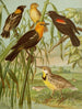 Het wereld van de vogels van Noord-Amerika pl30 - Christian Anton Goering — weergave van het kunstwerk