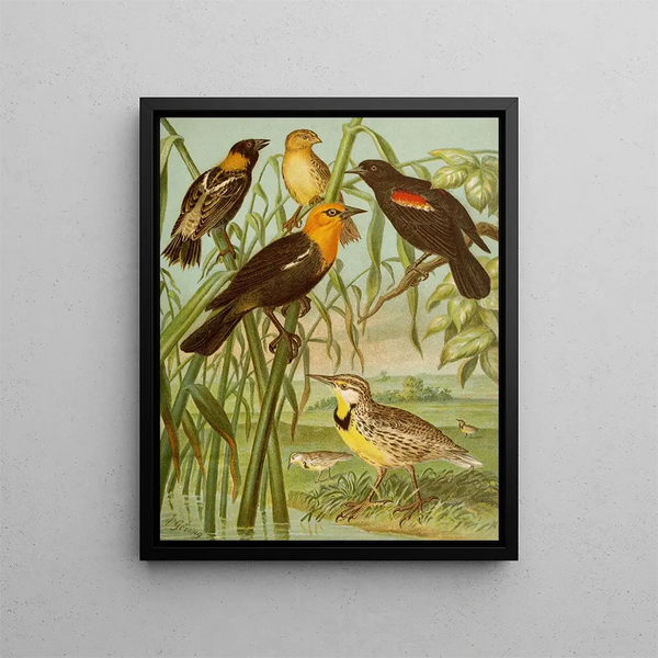 The World of North American Birds pl30 - Christian Anton Goering — framed artwork on a wall