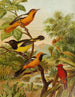 Het wereld van de vogels van Noord-Amerika pl31 - Christian Anton Goering — weergave van het kunstwerk