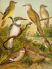 Het wereld van de vogels van Noord-Amerika pl34 - Christian Anton Goering — weergave van het kunstwerk