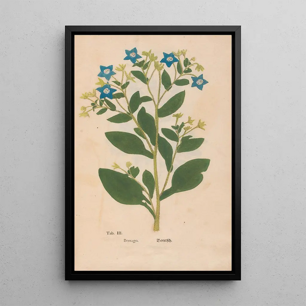 Reproduction of the painting Ectypa vegetabilium Pl003 - Christian Gottlieb Ludwig