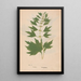 Ectypa vegetabilium Pl005 - Christian Gottlieb Ludwig — framed artwork on a wall