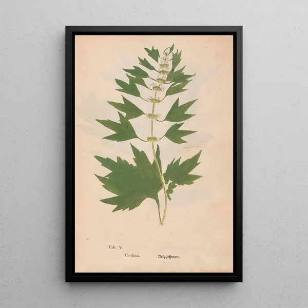 Ectypa vegetabilium Pl005 - Christian Gottlieb Ludwig — framed artwork on a wall