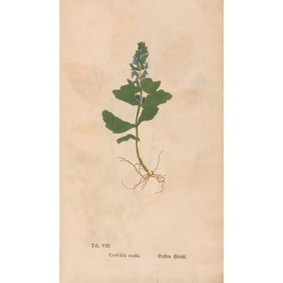 Christian Gottlieb Ludwig - Ectypa vegetabilium Pl008.webp