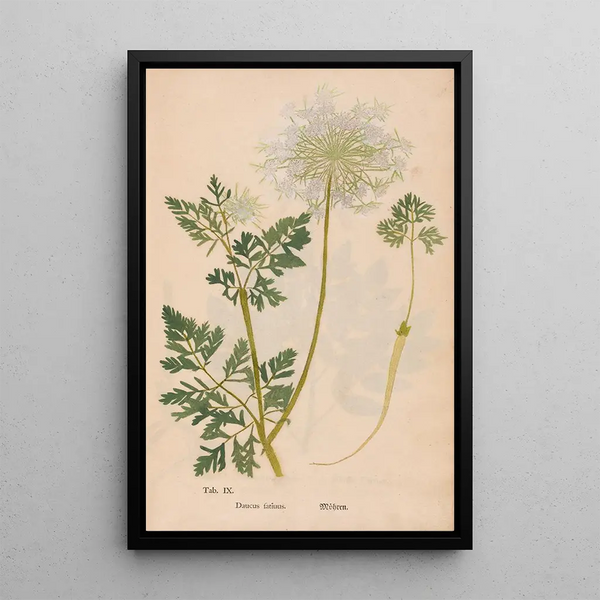 Ectypa vegetabilium Pl009 - Christian Gottlieb Ludwig — framed artwork on a wall