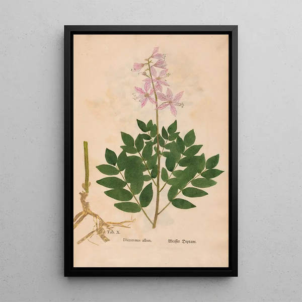 Reproduction of the painting Ectypa vegetabilium Pl010 - Christian Gottlieb Ludwig