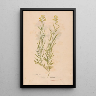 Christian Gottlieb Ludwig - Ectypa vegetabilium Pl012.webp