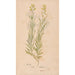 Reproduction of the painting Ectypa vegetabilium Pl012 - Christian Gottlieb Ludwig