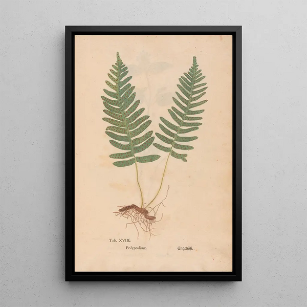 Ectypa vegetabilium Pl018 - Christian Gottlieb Ludwig — framed artwork on a wall
